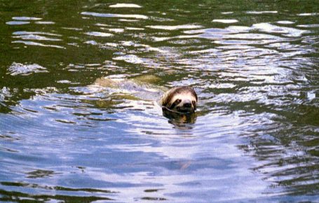 Sloth swims in the river