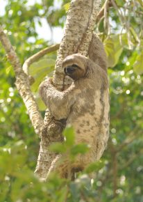 Sloth climbs a tree