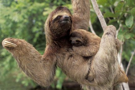 Sloth with a Cub