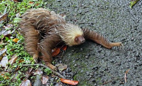 Sloth on the ground