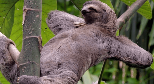 Direction of wool growth for a sloth