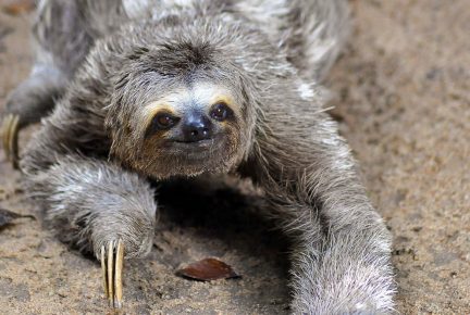 Sloth on the ground