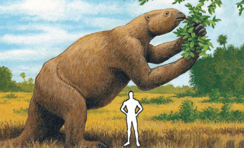 Ancestor of the sloth