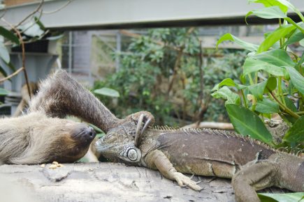 Two-Toed Sloth