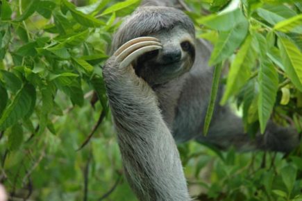 Three-fingered sloth