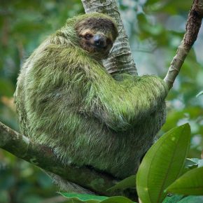 Green wool sloth