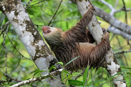 Sloth