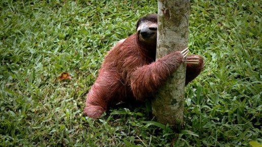Sloth came down to earth