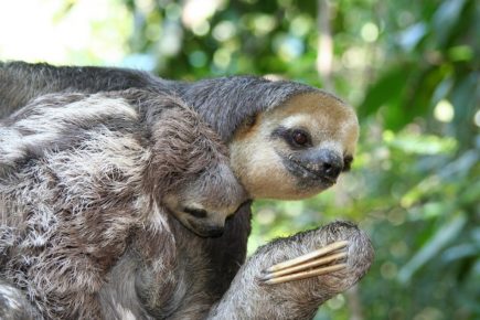 Sloth with a Cub
