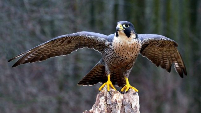 Peregrine Falcon - the fastest bird and the fastest living creature on Earth, capable of speeds up to 349 km / h