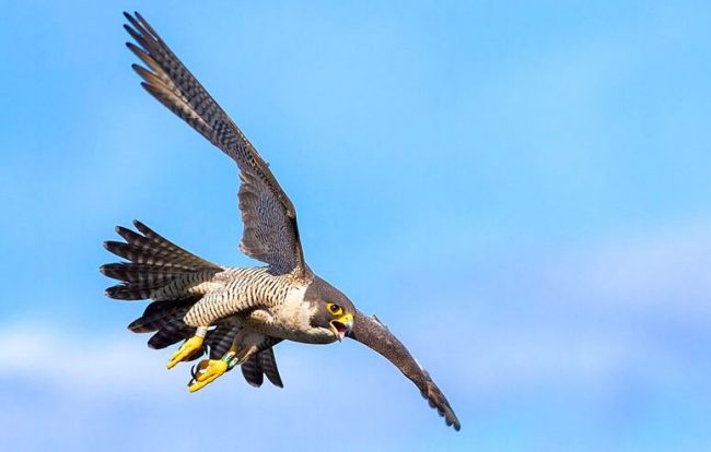 A true cosmopolitan, peregrine falcon feels great both in the sky of the Arctic tundra, and under the scorching sun of Africa, and in the open spaces of the middle lane