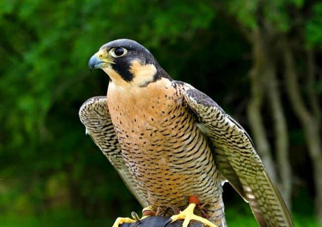 At the tip of the beak of the bird are sharp teeth, with which the peregrine falcon easily bites the victim's neck vertebrae