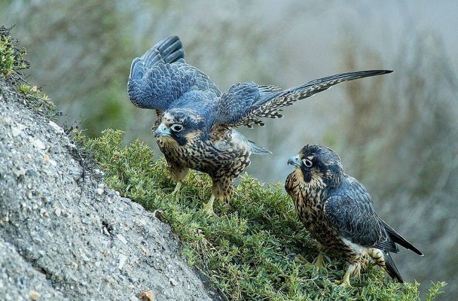 Skillful hunters, peregrine falcons are no less formidable defenders of their territory. A pair of falcons can easily drive away a small four-legged predator, and it will not be great for a big one when the mother defends her chicks