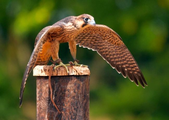 The basis of the diet of the peregrine falcon is made up of birds. Ducks, pigeons, sparrows, blackbirds, starlings are traditional objects of falcon hunting. Sometimes a predator can attack small rodents if they gape in open space.
