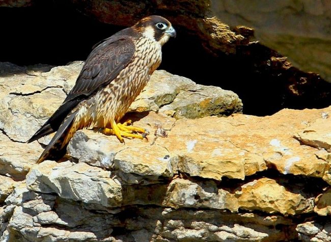 Tall trees, rocks, buildings are the main places for arranging nests. It is very rare to find a peregrine falcon nest on the ground.