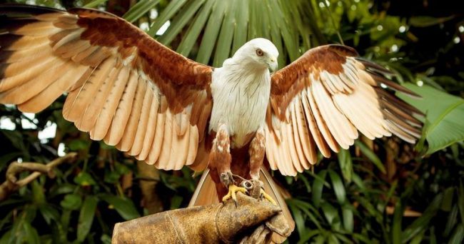 The peregrine falcon has been used as a hunting bird since ancient times. In the modern world, the passion for hunting with a falcon has not gone away, but keeping a bird is expensive, and requires special rules to be observed.