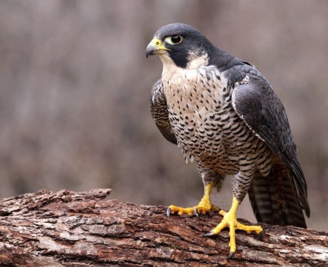 Specialized nurseries are engaged in breeding of peregrine falcons. At home, it is almost impossible to obtain offspring from a falcon pair.