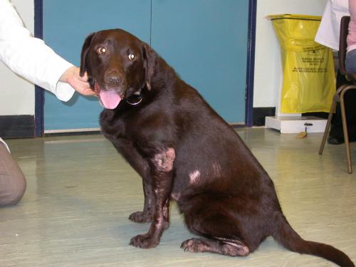 Dog sarcoptosis - symptoms and treatment