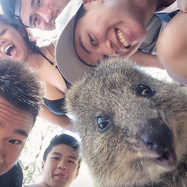Selfie with a cat and a dog - how to make the perfect photo with animal