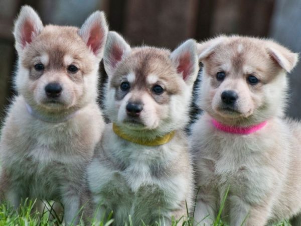 Puppies of the Northern Inuit Dog