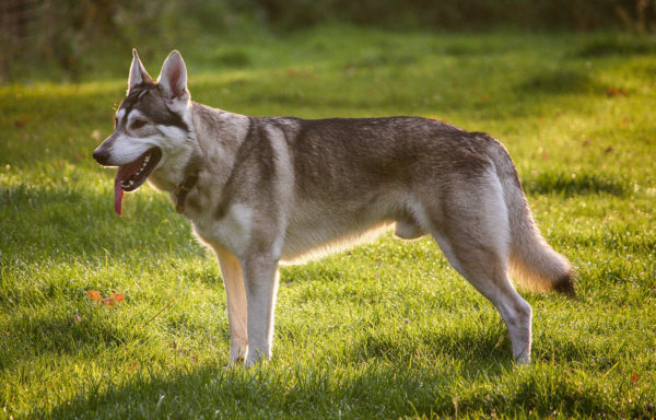Northern Inuit dog breed description