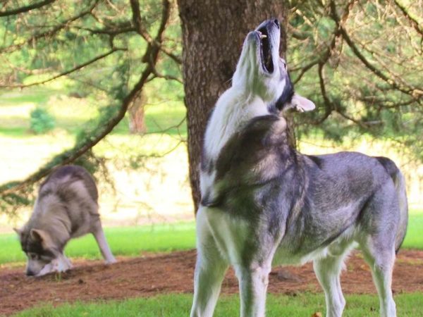 Northern Inuit Wolf Dog