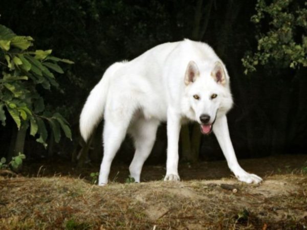 Northern Inuit White Dog