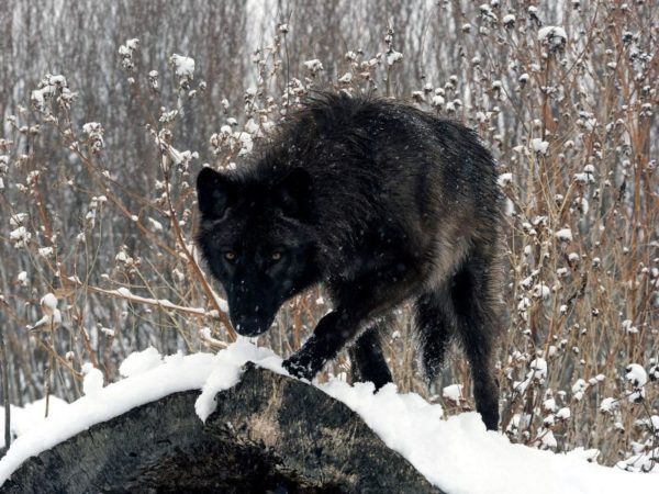 Northern Inuit Dog in Winter