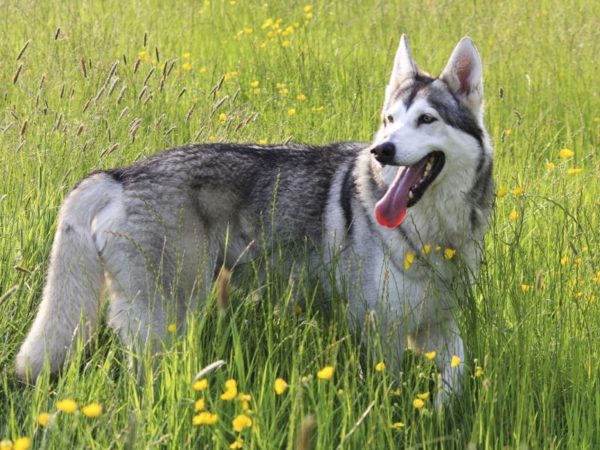 Northern Inuit dog in nature