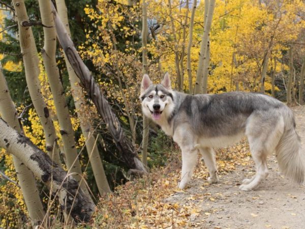 Northern Inuit Dog Watching