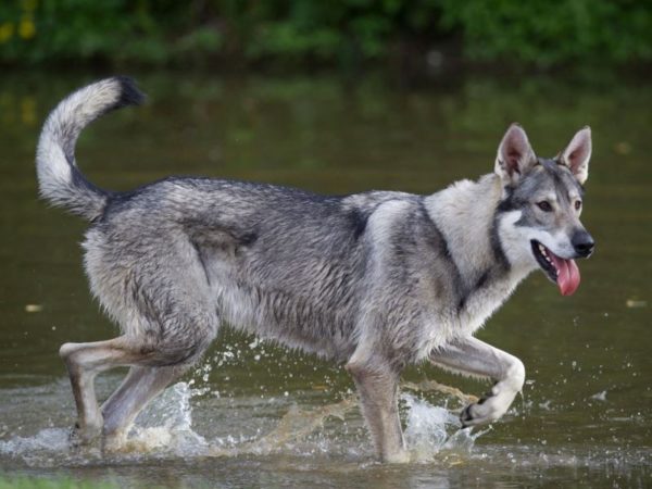 Northern Inuit Dog in the Water