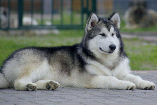 Malamute