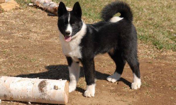 Bear Karelian dog