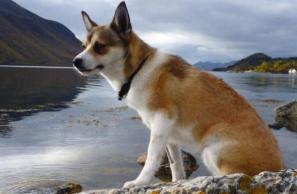 Lundehund Norwegian