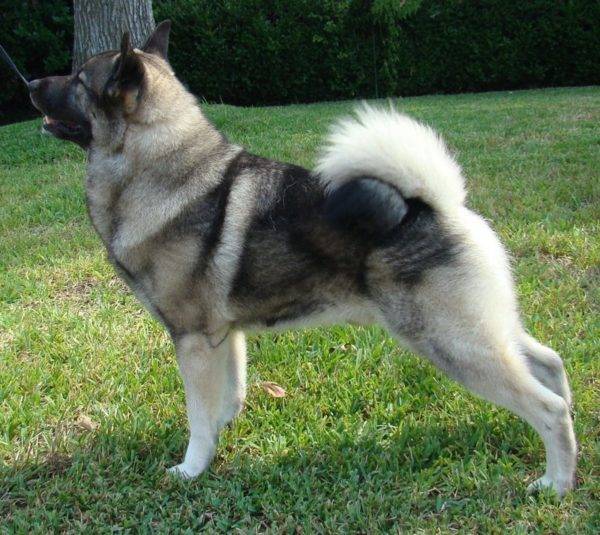 Elkhound Norwegian