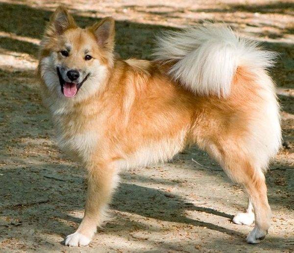 Icelandic dog