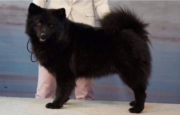 Lapphund