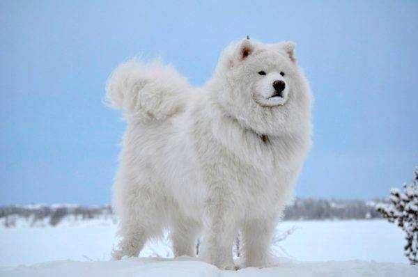 Samoyed