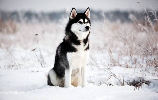 Siberian Husky