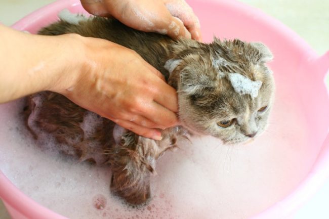 Shampoo for flea kittens