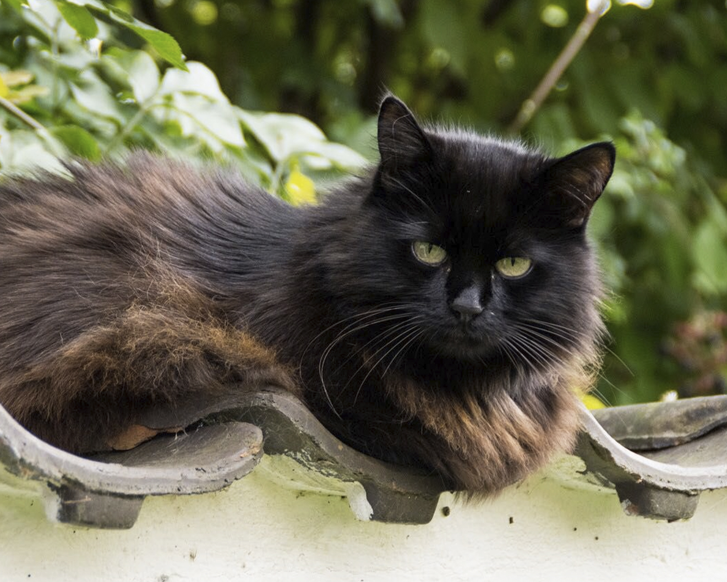 Chantilly Tiffany cat breed