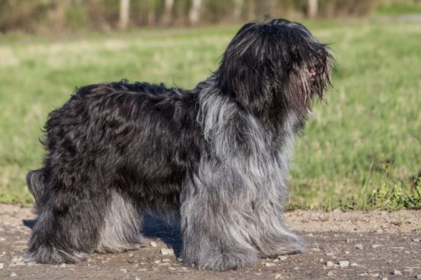 Chapendois breed description