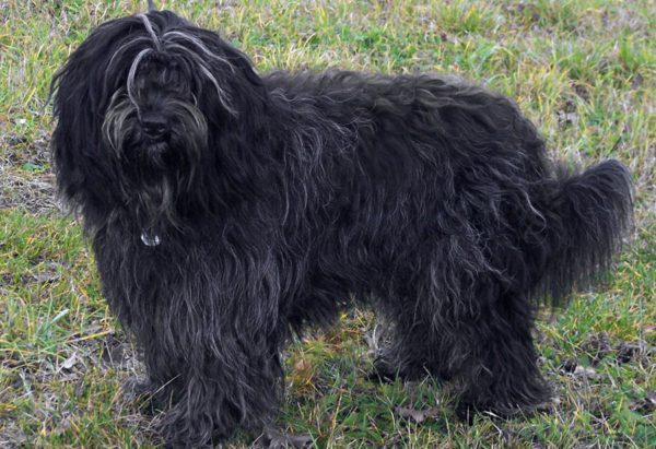 Chapendois black