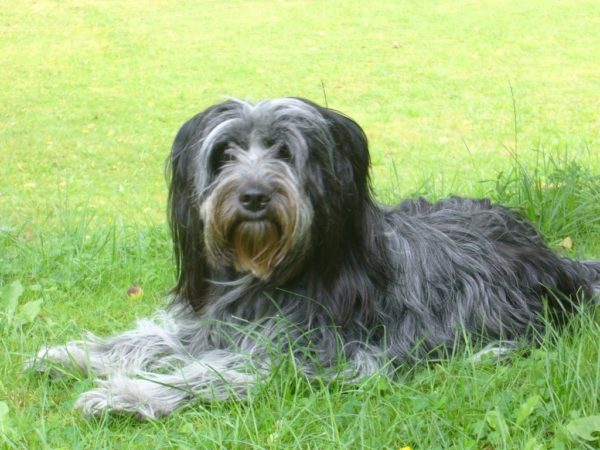 Chapendois gray-white