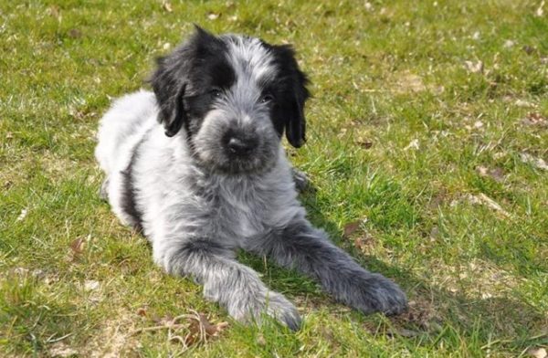 Puppy of Chappenois