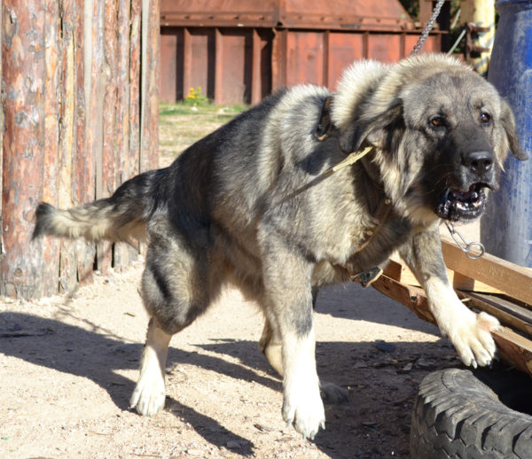 Sharplaninsky shepherd read the article