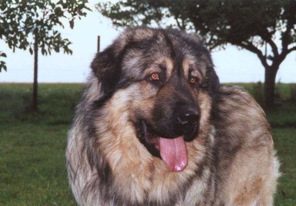 Sharplaninsky shepherd muzzle