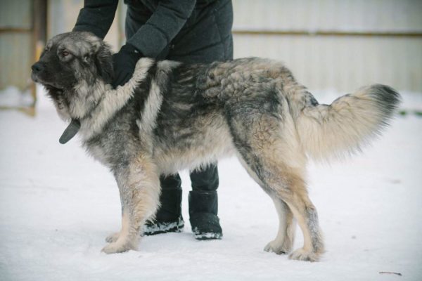 Sharplaninskaya shepherd breed description
