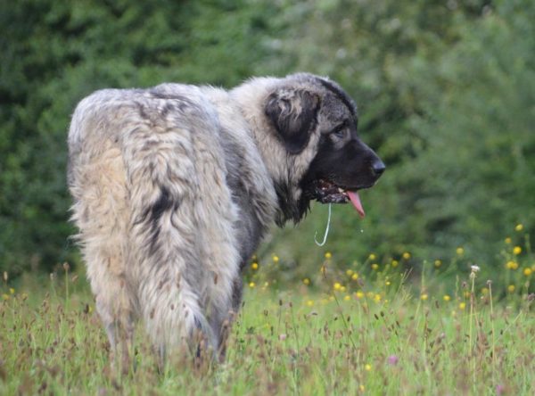 Sharplaninskaya Shepherd walks