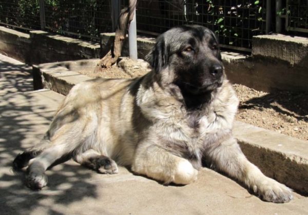 Sharplaninsky shepherd lies